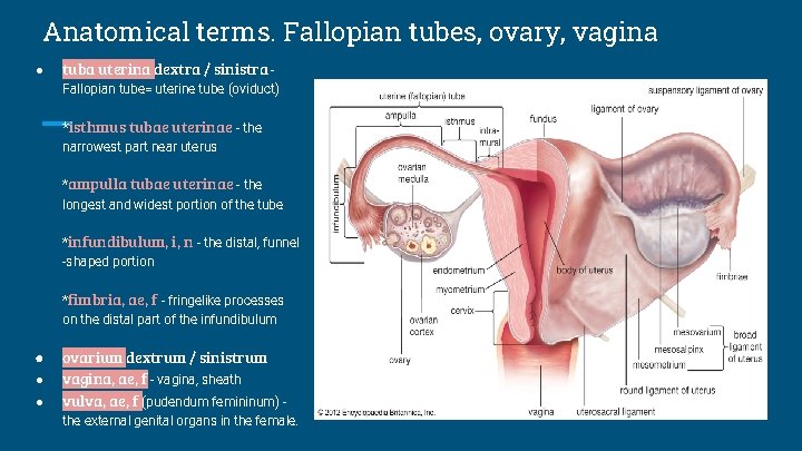 Anatomical terms. Fallopian tubes, ovary, vagina ● tuba uterina dextra / sinistra Fallopian tube=