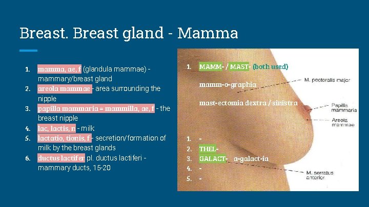 Breast gland - Mamma 1. 2. 3. 4. 5. 6. mamma, ae, f (glandula