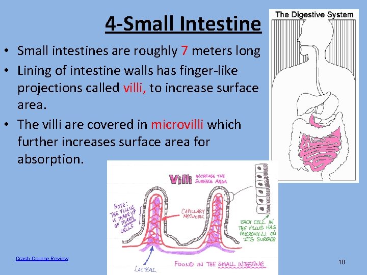 4 -Small Intestine • Small intestines are roughly 7 meters long • Lining of