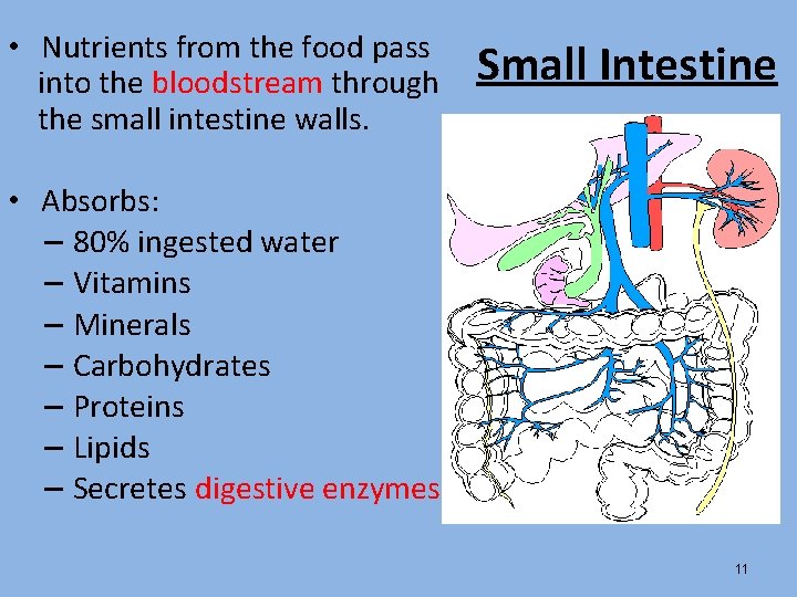  • Nutrients from the food pass into the bloodstream through the small intestine