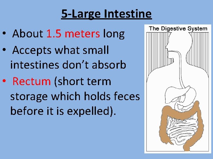 5 -Large Intestine • About 1. 5 meters long • Accepts what small intestines