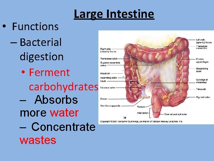 Large Intestine • Functions – Bacterial digestion • Ferment carbohydrates – Absorbs more water