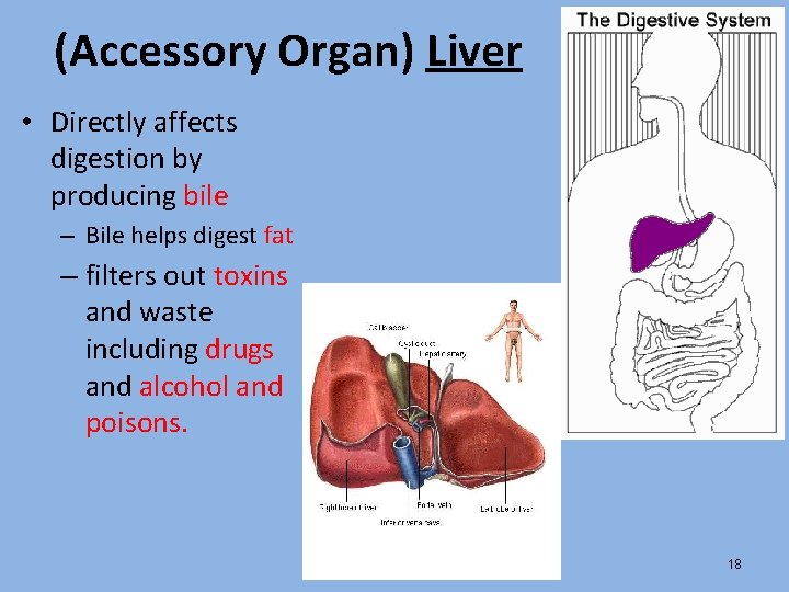 (Accessory Organ) Liver • Directly affects digestion by producing bile – Bile helps digest