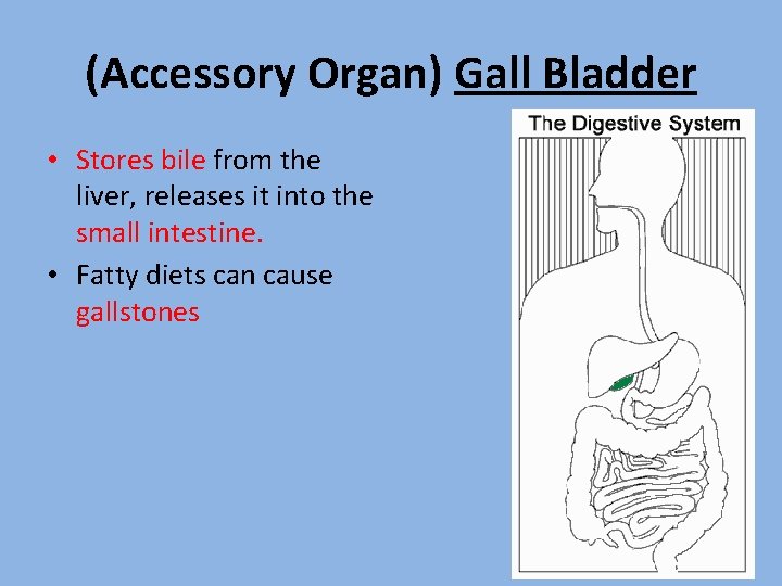 (Accessory Organ) Gall Bladder • Stores bile from the liver, releases it into the