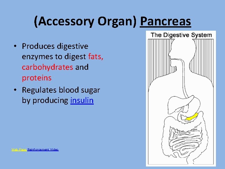 (Accessory Organ) Pancreas • Produces digestive enzymes to digest fats, carbohydrates and proteins •