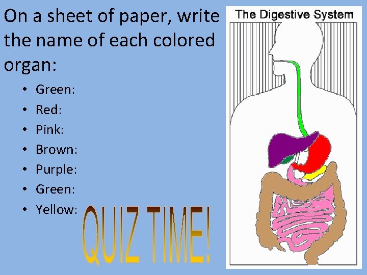 On a sheet of paper, write the name of each colored organ: • •