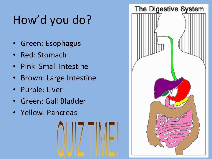 How’d you do? • • Green: Esophagus Red: Stomach Pink: Small Intestine Brown: Large