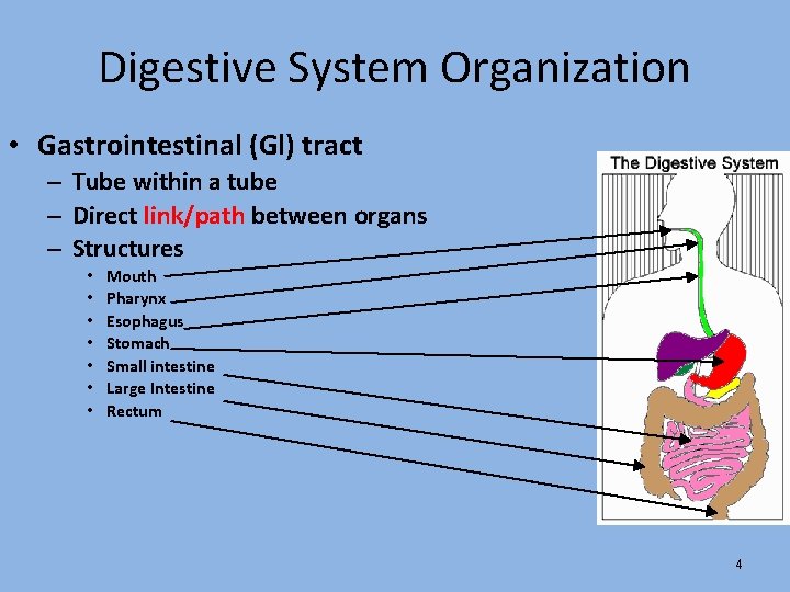 Digestive System Organization • Gastrointestinal (Gl) tract – Tube within a tube – Direct