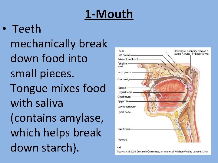 1 -Mouth • Teeth mechanically break down food into small pieces. Tongue mixes food