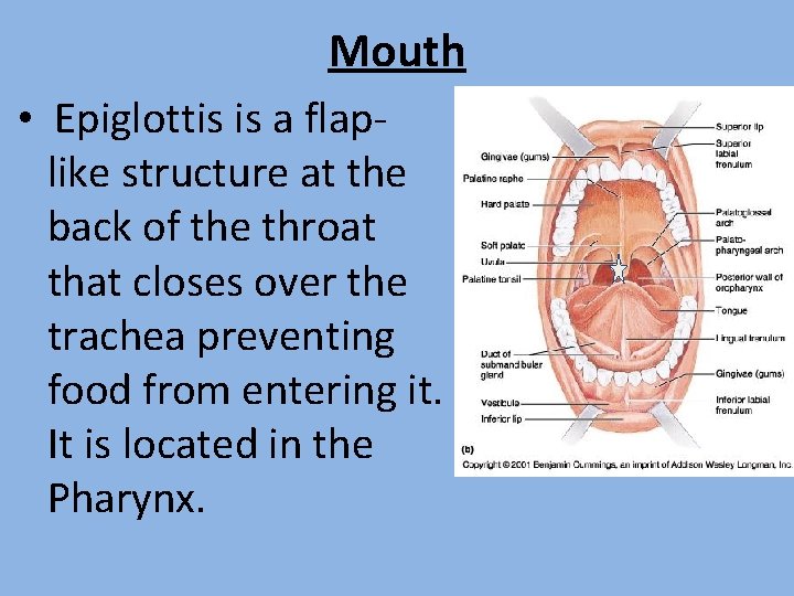 Mouth • Epiglottis is a flaplike structure at the back of the throat that