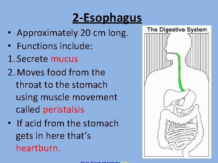 2 -Esophagus • Approximately 20 cm long. • Functions include: 1. Secrete mucus 2.