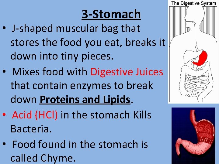 3 -Stomach • J-shaped muscular bag that stores the food you eat, breaks it