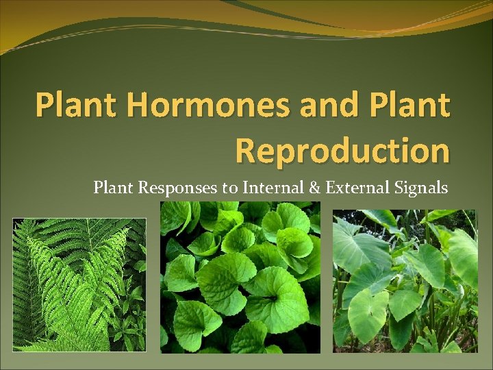 Plant Hormones and Plant Reproduction Plant Responses to Internal & External Signals 