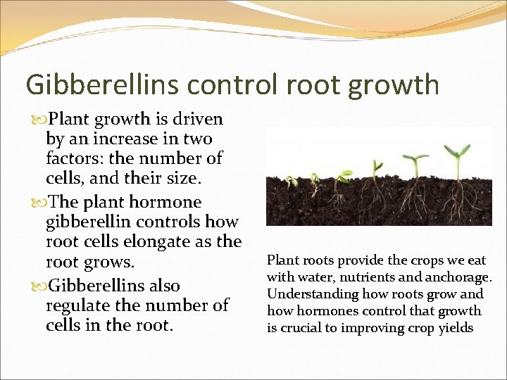 Gibberellins control root growth Plant growth is driven by an increase in two factors: