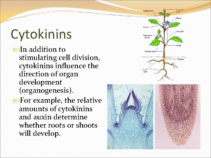 Cytokinins In addition to stimulating cell division, cytokinins influence the direction of organ development