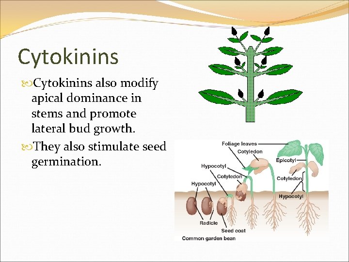 Cytokinins also modify apical dominance in stems and promote lateral bud growth. They also