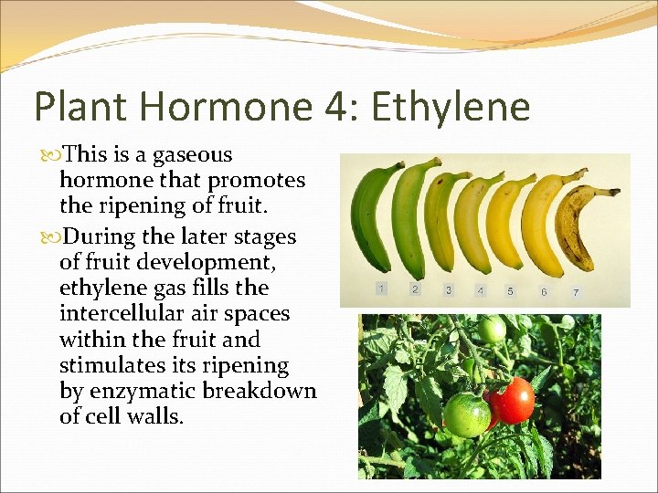 Plant Hormone 4: Ethylene This is a gaseous hormone that promotes the ripening of
