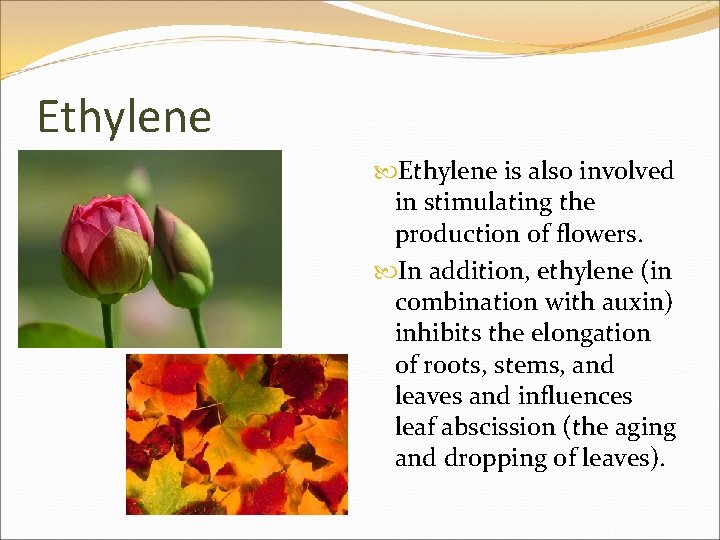 Ethylene is also involved in stimulating the production of flowers. In addition, ethylene (in