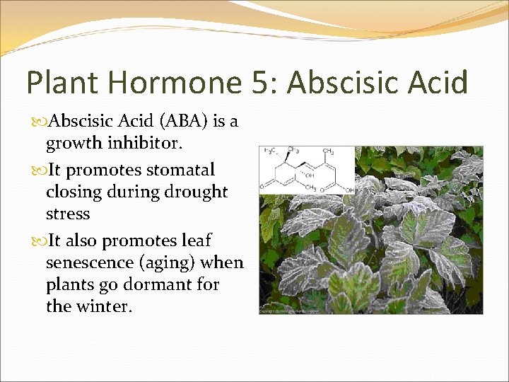 Plant Hormone 5: Abscisic Acid (ABA) is a growth inhibitor. It promotes stomatal closing
