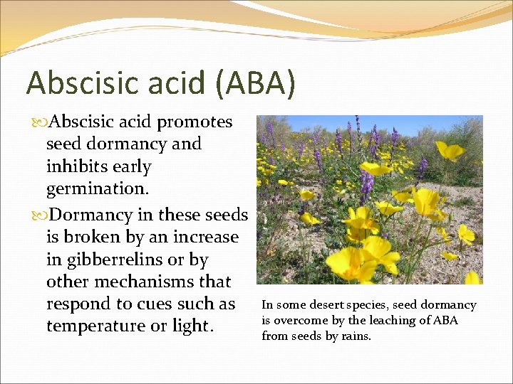 Abscisic acid (ABA) Abscisic acid promotes seed dormancy and inhibits early germination. Dormancy in
