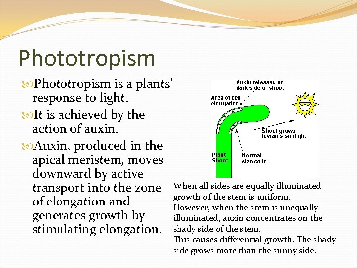 Phototropism is a plants’ response to light. It is achieved by the action of