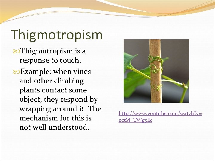 Thigmotropism is a response to touch. Example: when vines and other climbing plants contact
