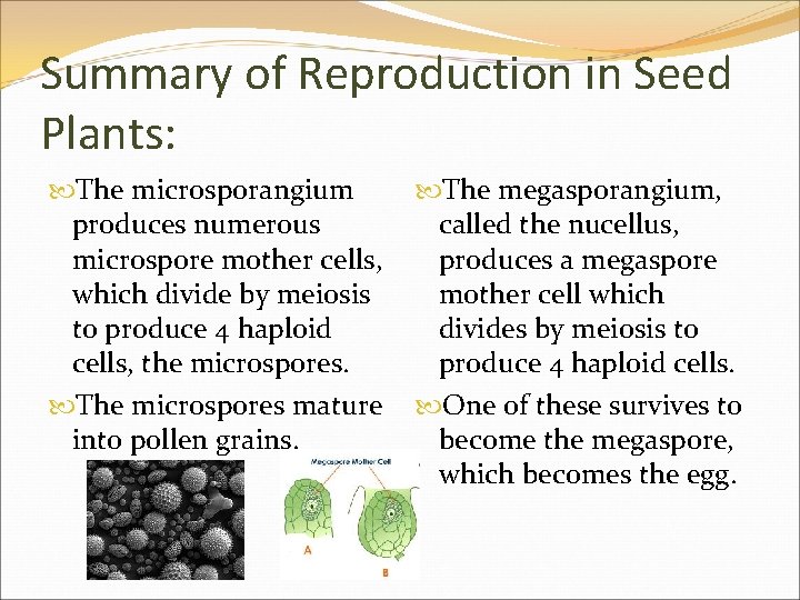 Summary of Reproduction in Seed Plants: The microsporangium produces numerous microspore mother cells, which
