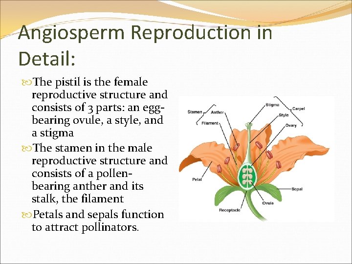 Angiosperm Reproduction in Detail: The pistil is the female reproductive structure and consists of