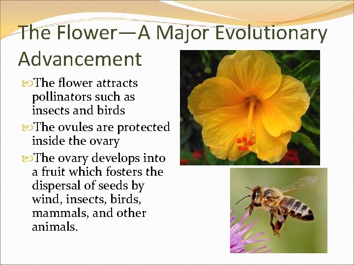 The Flower—A Major Evolutionary Advancement The flower attracts pollinators such as insects and birds
