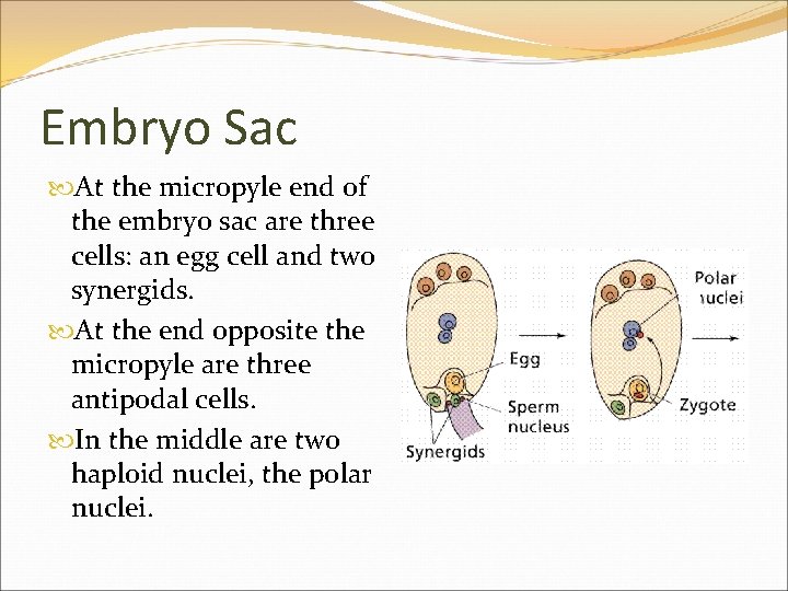 Embryo Sac At the micropyle end of the embryo sac are three cells: an