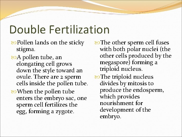 Double Fertilization Pollen lands on the sticky stigma. A pollen tube, an elongating cell