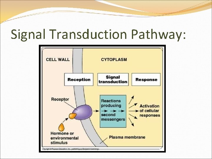 Signal Transduction Pathway: 