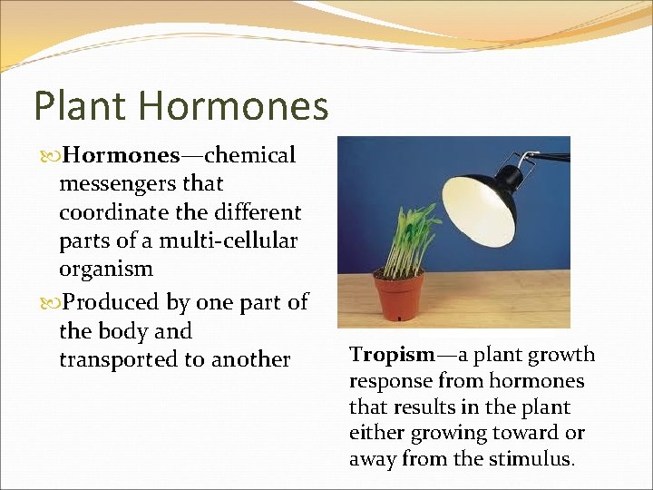 Plant Hormones—chemical messengers that coordinate the different parts of a multi-cellular organism Produced by