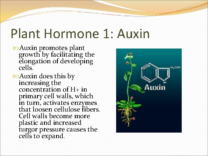 Plant Hormone 1: Auxin promotes plant growth by facilitating the elongation of developing cells.