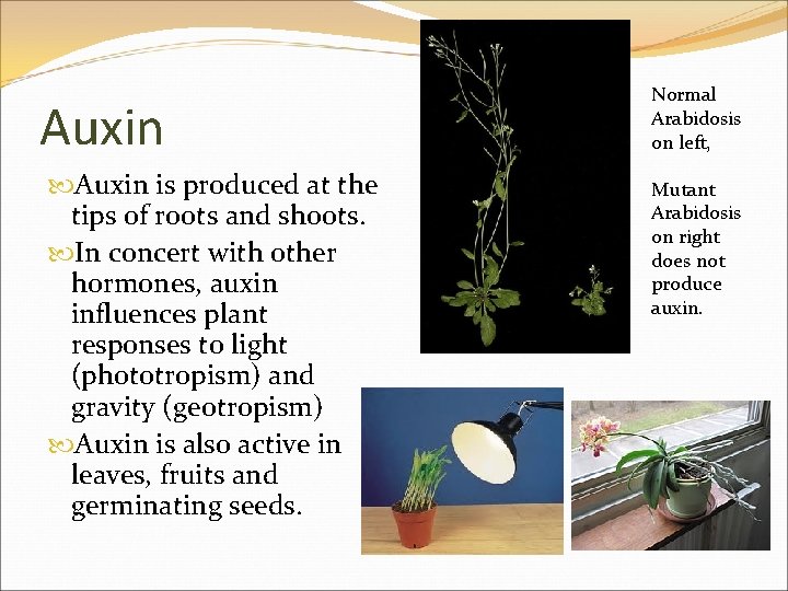 Auxin is produced at the tips of roots and shoots. In concert with other