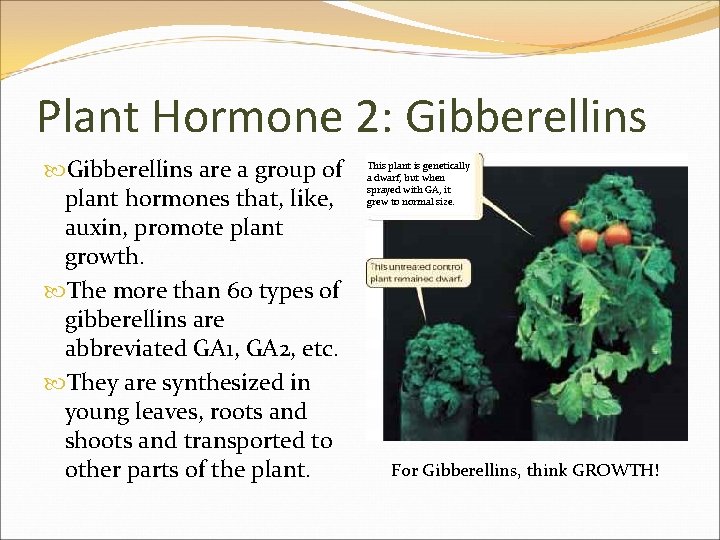 Plant Hormone 2: Gibberellins are a group of plant hormones that, like, auxin, promote