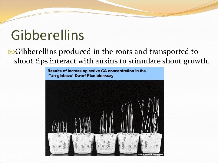 Gibberellins produced in the roots and transported to shoot tips interact with auxins to