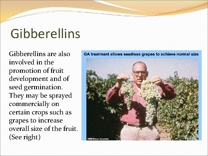 Gibberellins are also involved in the promotion of fruit development and of seed germination.