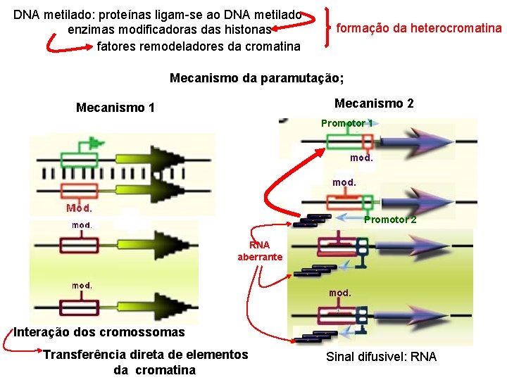 DNA metilado: proteínas ligam-se ao DNA metilado enzimas modificadoras das histonas fatores remodeladores da