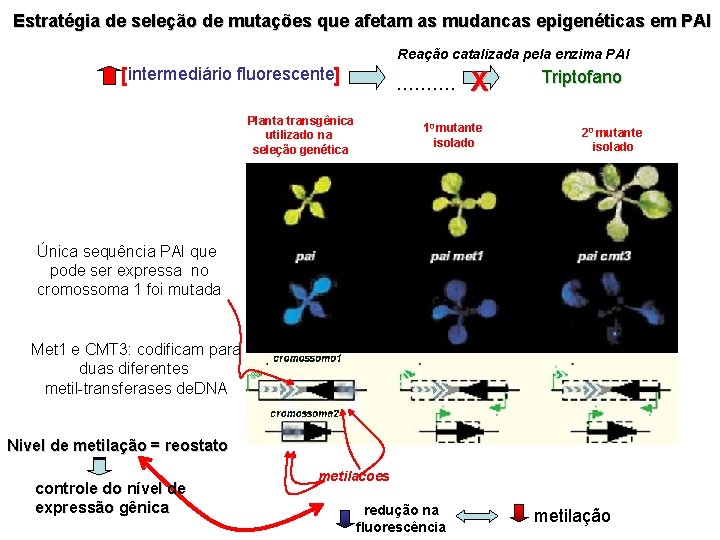 Estratégia de seleção de mutações que afetam as mudancas epigenéticas em PAI Reação catalizada