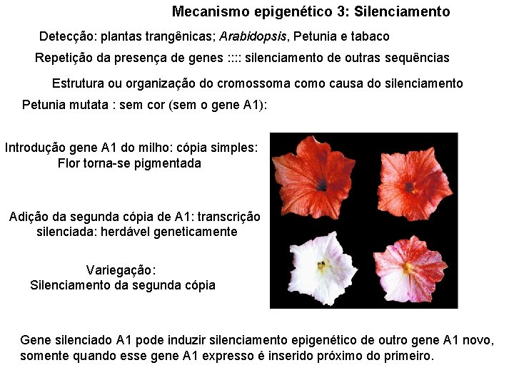 Mecanismo epigenético 3: Silenciamento Detecção: plantas trangênicas; Arabidopsis, Petunia e tabaco Repetição da presença