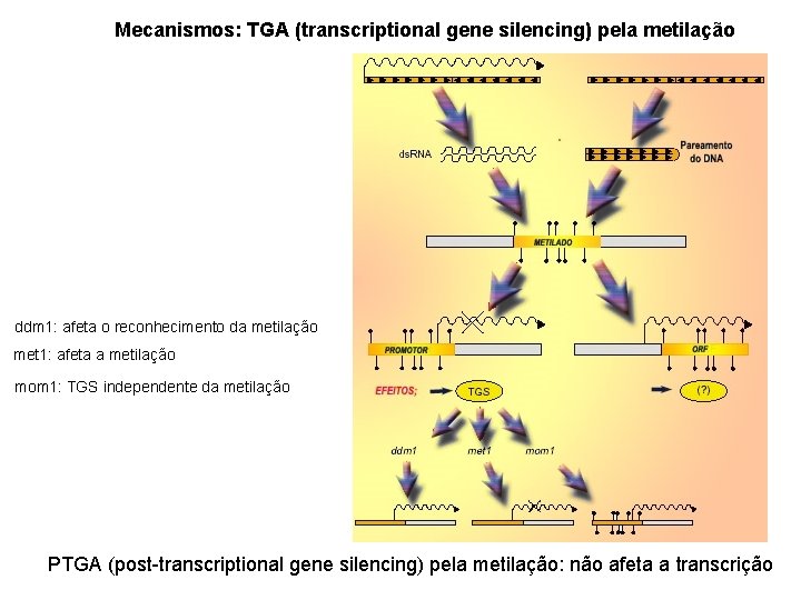 Mecanismos: TGA (transcriptional gene silencing) pela metilação ddm 1: afeta o reconhecimento da metilação