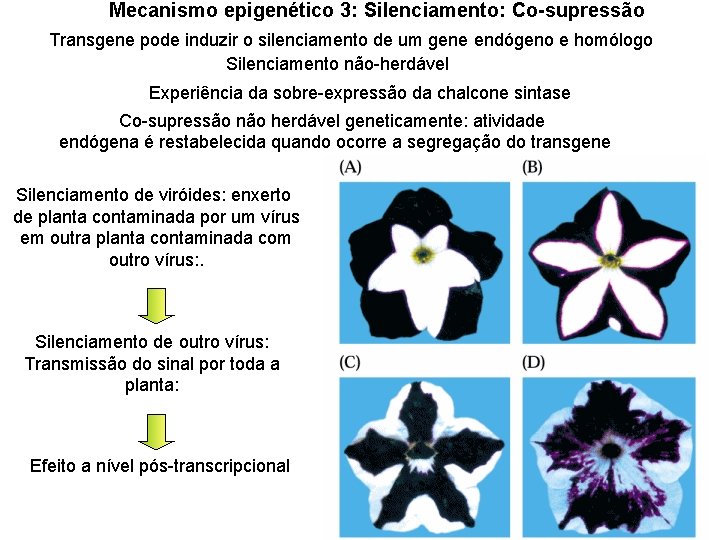 Mecanismo epigenético 3: Silenciamento: Co-supressão Transgene pode induzir o silenciamento de um gene endógeno