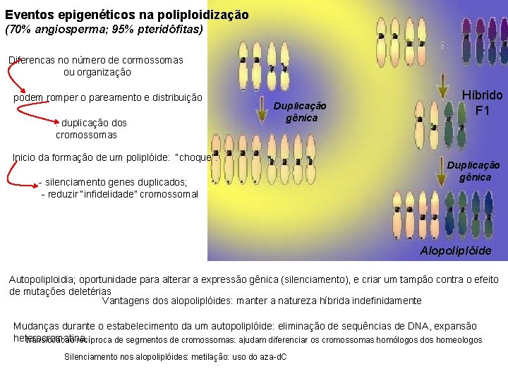 Eventos epigenéticos na poliploidização (70% angiosperma; 95% pteridófitas) Diferencas no número de cormossomas ou