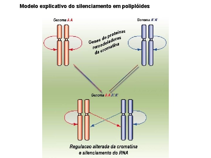 Modelo explicativo do silenciamento em poliplóides 