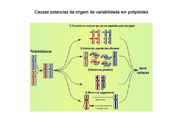 Causas potencias da origem da variabilidade em poliplóides 