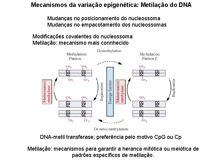 Mecanismos da variação epigenética: Metilação do DNA Mudanças no posicionamento do nucleossoma Mudanças no