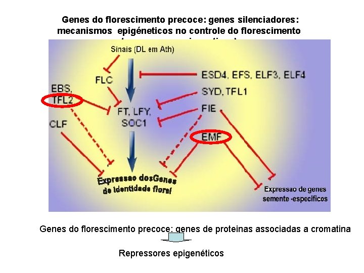 Genes do florescimento precoce: genes silenciadores: mecanismos epigéneticos no controle do florescimento (repressores epigeneticos)