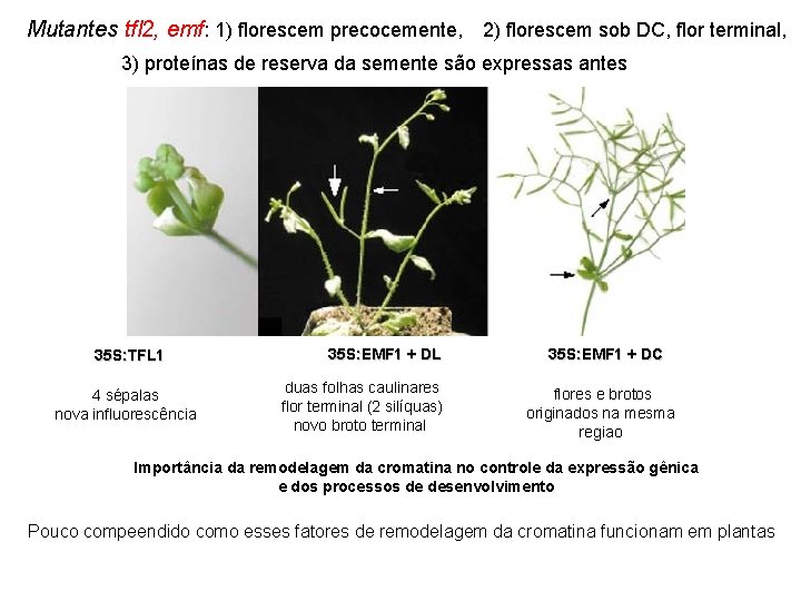 Mutantes tfl 2, emf: 1) florescem precocemente, 2) florescem sob DC, flor terminal, 3)