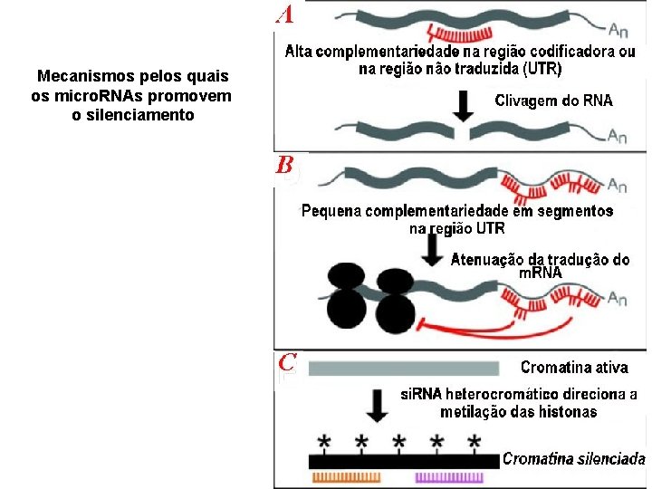 Mecanismos pelos quais os micro. RNAs promovem o silenciamento 